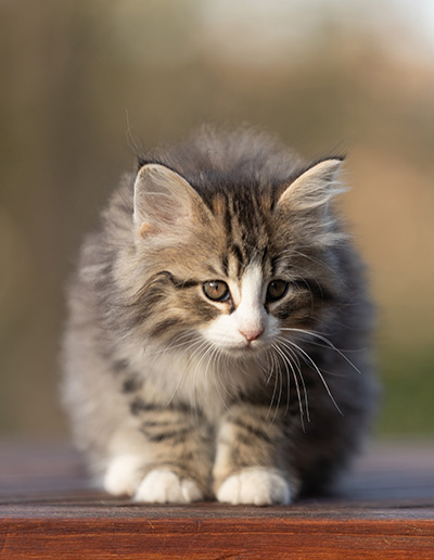 Rackham - 9 weeks old