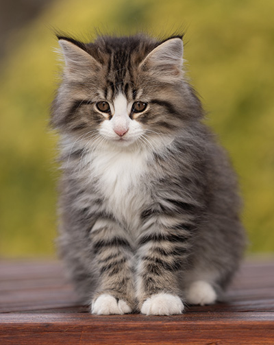Rackham - 9 weeks old