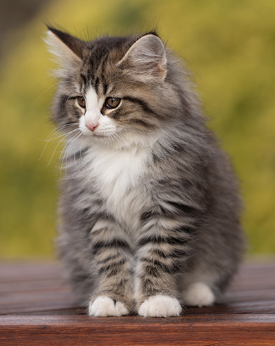 Rackham - 9 weeks old