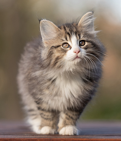 Rackham - 9 weeks old