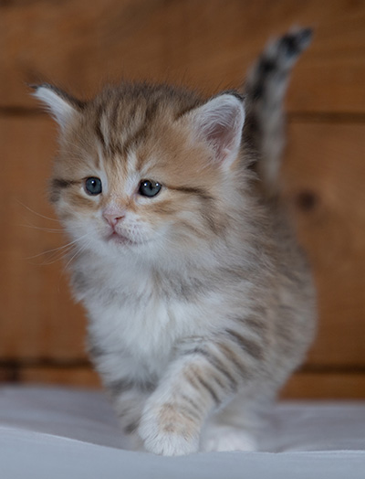 Ramsès - 4 weeks old