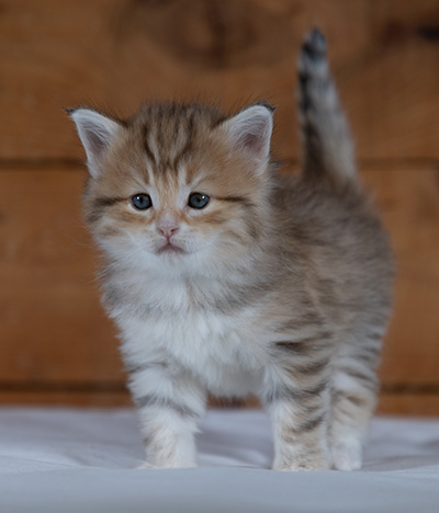 Ramsès - 4 weeks old