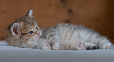 Ramsès - 4 weeks old