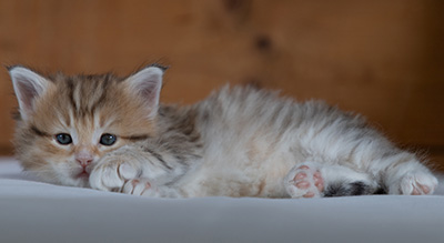 Ramsès - 4 weeks old
