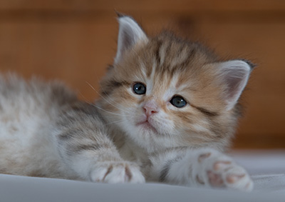 Ramsès - 4 weeks old