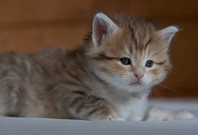 Ramsès - 4 weeks old