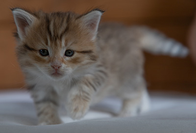 Ramsès - 4 weeks old