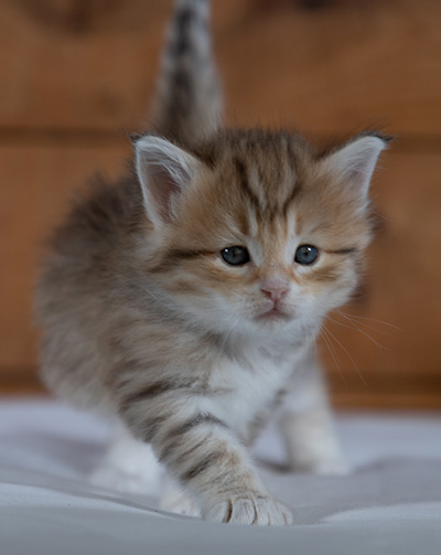 Ramsès - 4 weeks old