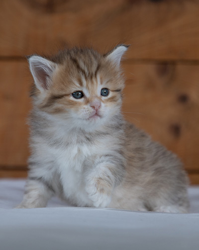 Ramsès - 4 weeks old