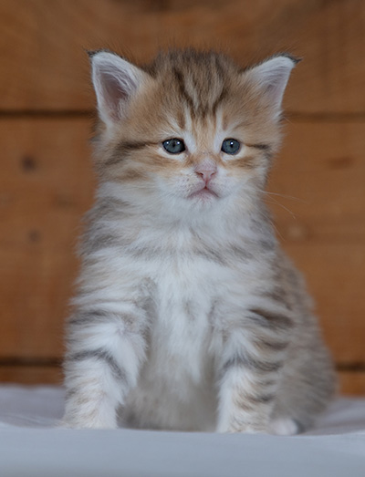 Ramsès - 4 weeks old