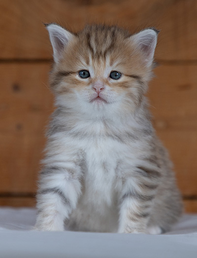 Ramsès - 4 weeks old