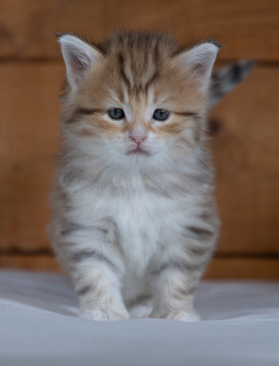 Ramsès - 4 weeks old