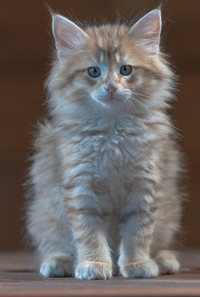Ramsès - 7 weeks old