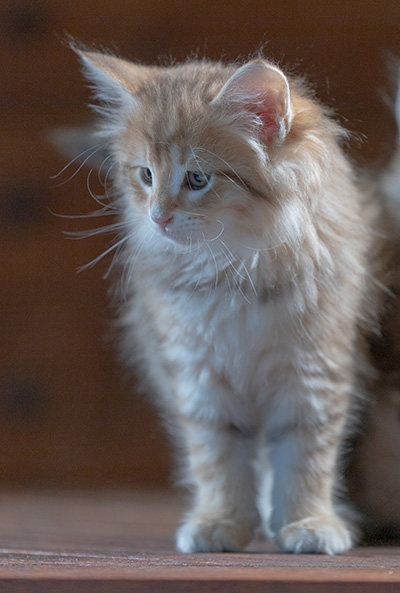 Ramsès - 7 weeks old