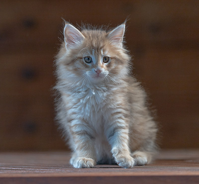 Ramsès - 7 weeks old