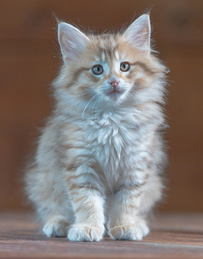 Ramsès - 7 weeks old