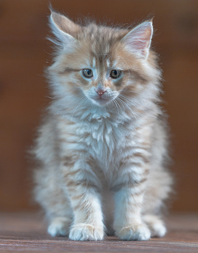 Ramsès - 7 weeks old