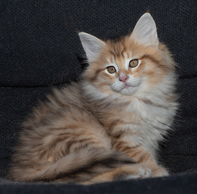 Ramsès - 9 weeks old