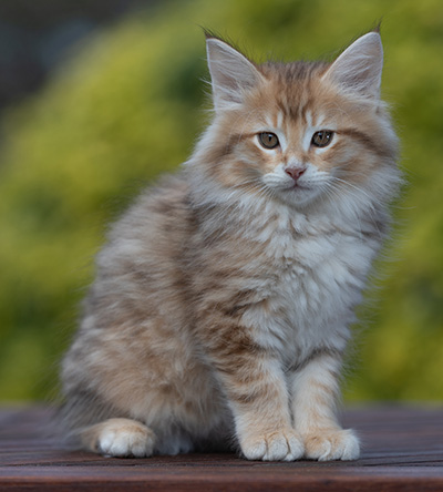 Ramsès - 9 weeks old