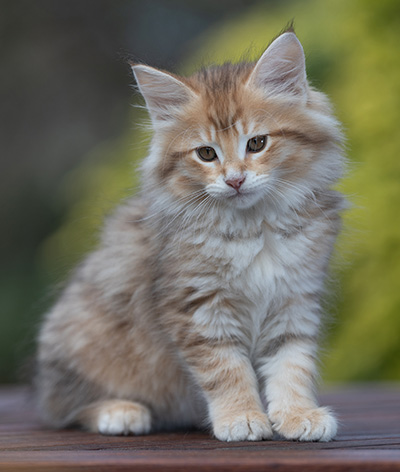 Ramsès - 9 weeks old