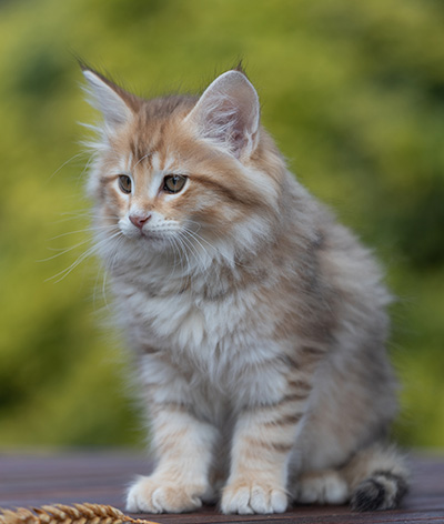 Ramsès - 9 weeks old