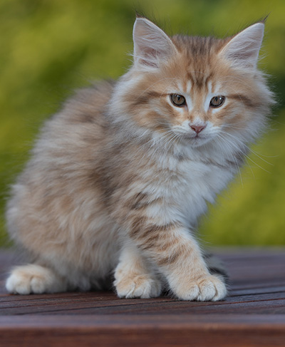 Ramsès - 9 weeks old