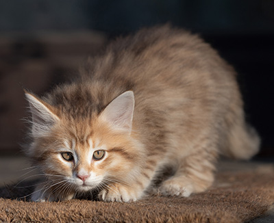 Ramsès - 9 weeks old
