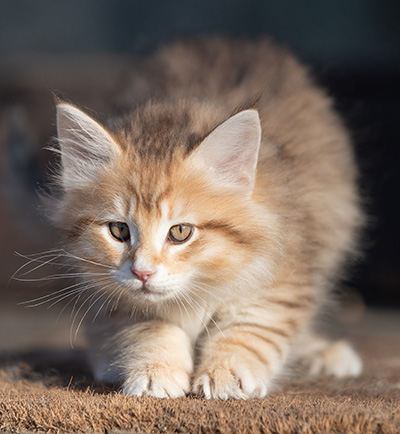 Ramsès - 9 weeks old