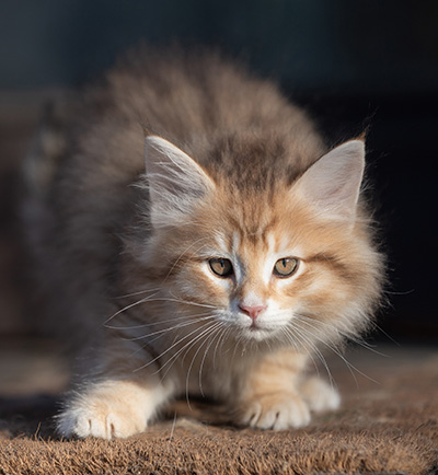 Ramsès - 9 weeks old