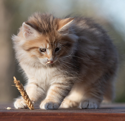 Ramsès - 9 weeks old