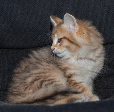 Ramsès - 9 weeks old