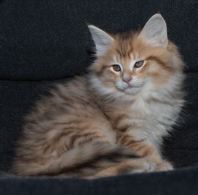 Ramsès - 9 weeks old