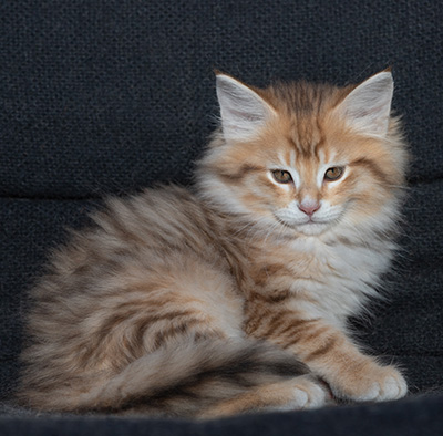 Ramsès - 9 weeks old