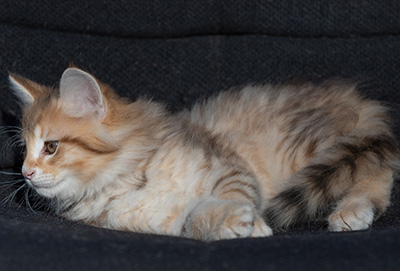 Ramsès - 9 weeks old