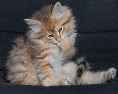Ramsès - 9 weeks old