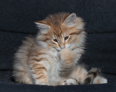 Ramsès - 9 weeks old