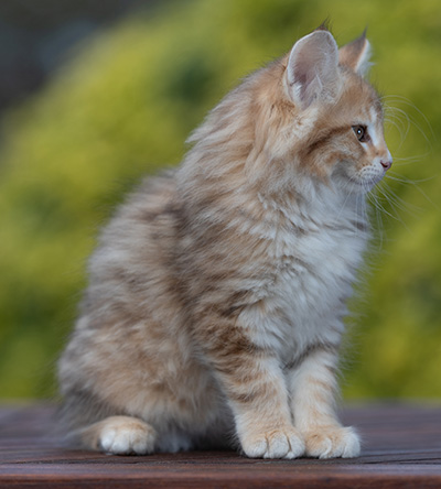 Ramsès - 9 weeks old