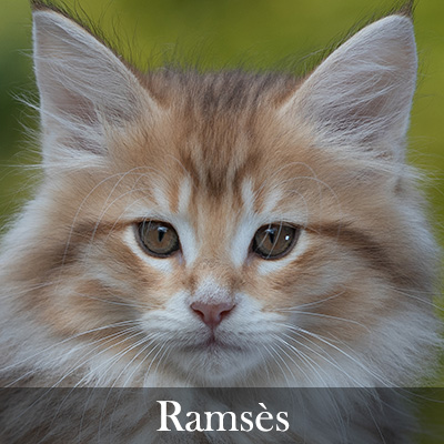 Ramsès