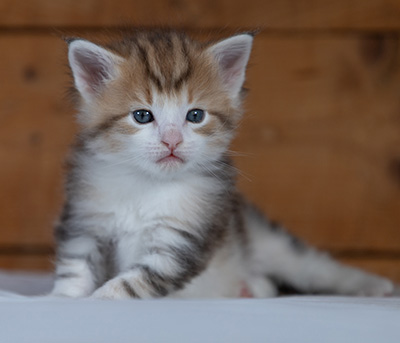 Rangoon - 4 weeks old