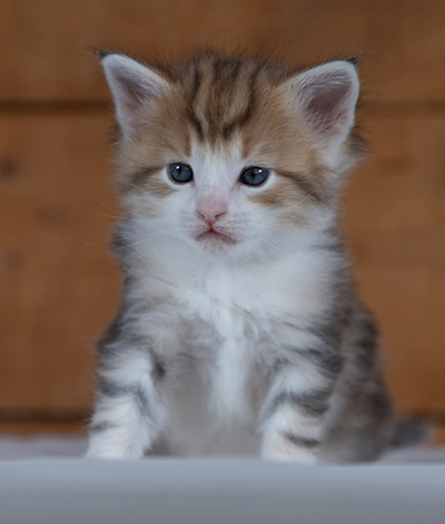 Rangoon - 4 weeks old