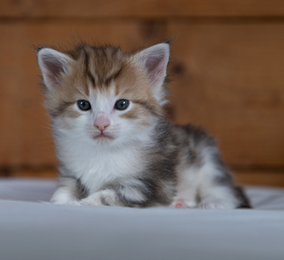Rangoon - 4 weeks old