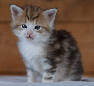 Rangoon - 4 weeks old