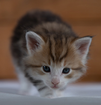 Rangoon - 4 weeks old