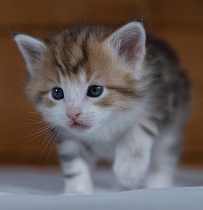 Rangoon - 4 weeks old