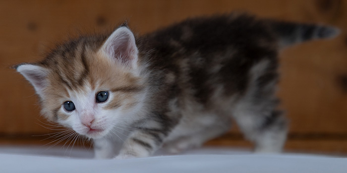 Rangoon - 4 weeks old