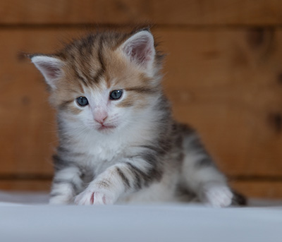 Rangoon - 4 weeks old