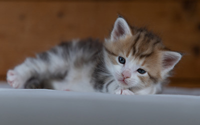 Rangoon - 4 weeks old