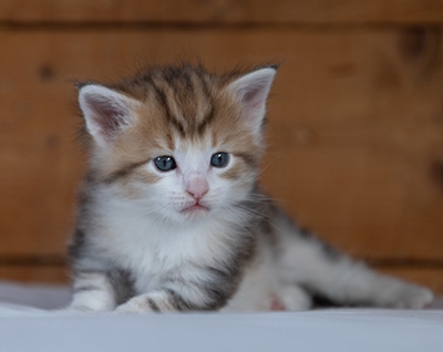 Rangoon - 4 weeks old