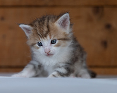 Rangoon - 4 weeks old