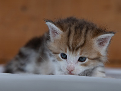 Rangoon - 4 weeks old